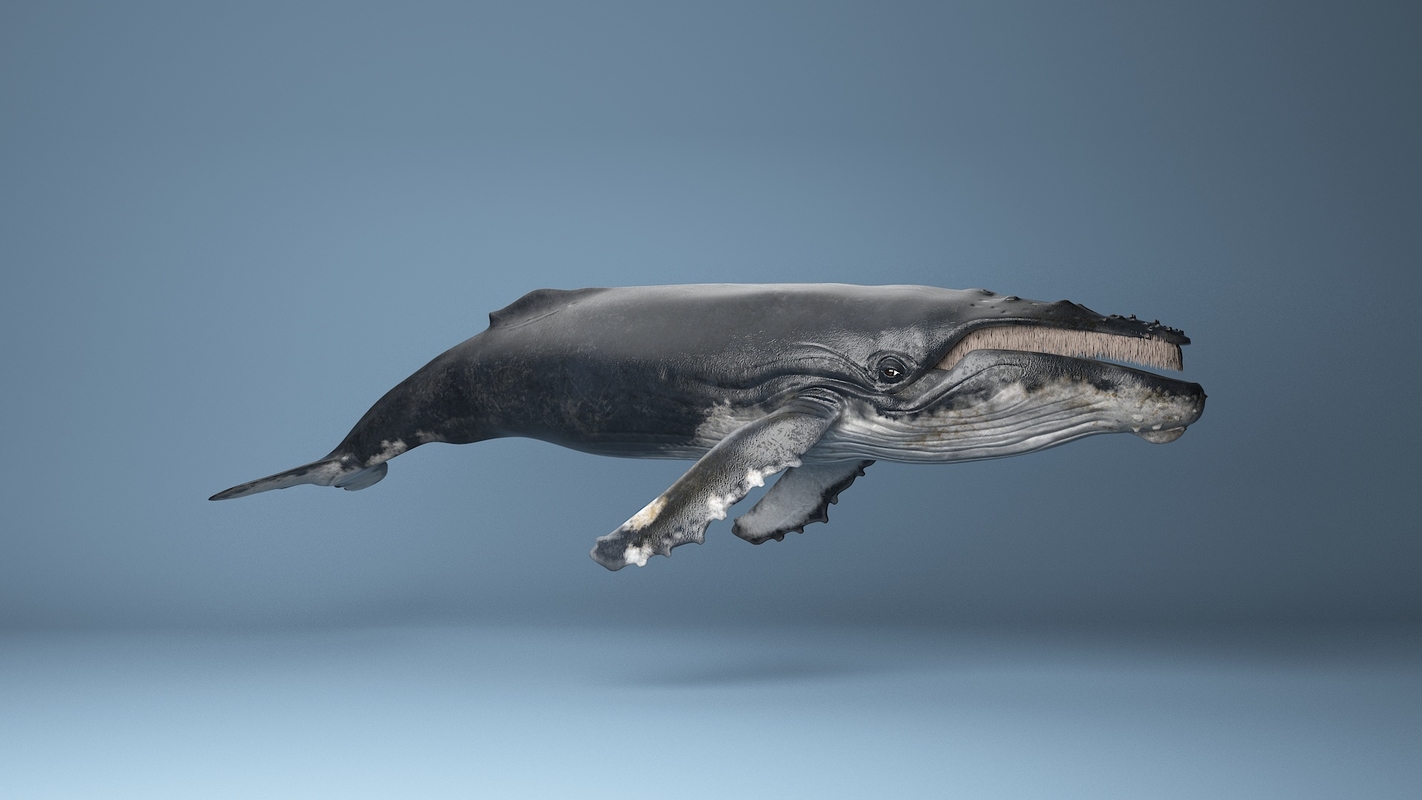 images/goods_img/202105072/humpback  whale  rigged 3D/5.jpg